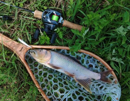 琵琶湖流入河川で釣りまくる